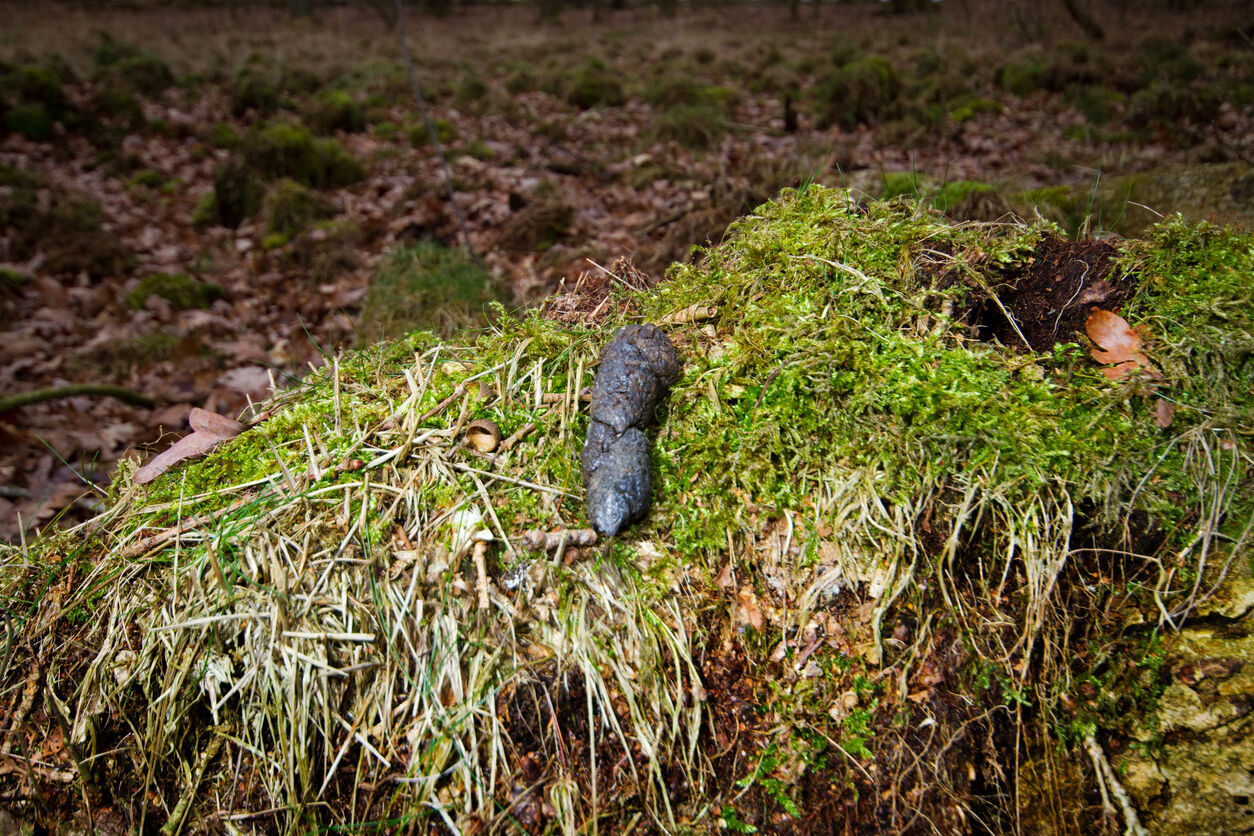 Fox droppings (Photo) Credit Matauw (iStock)